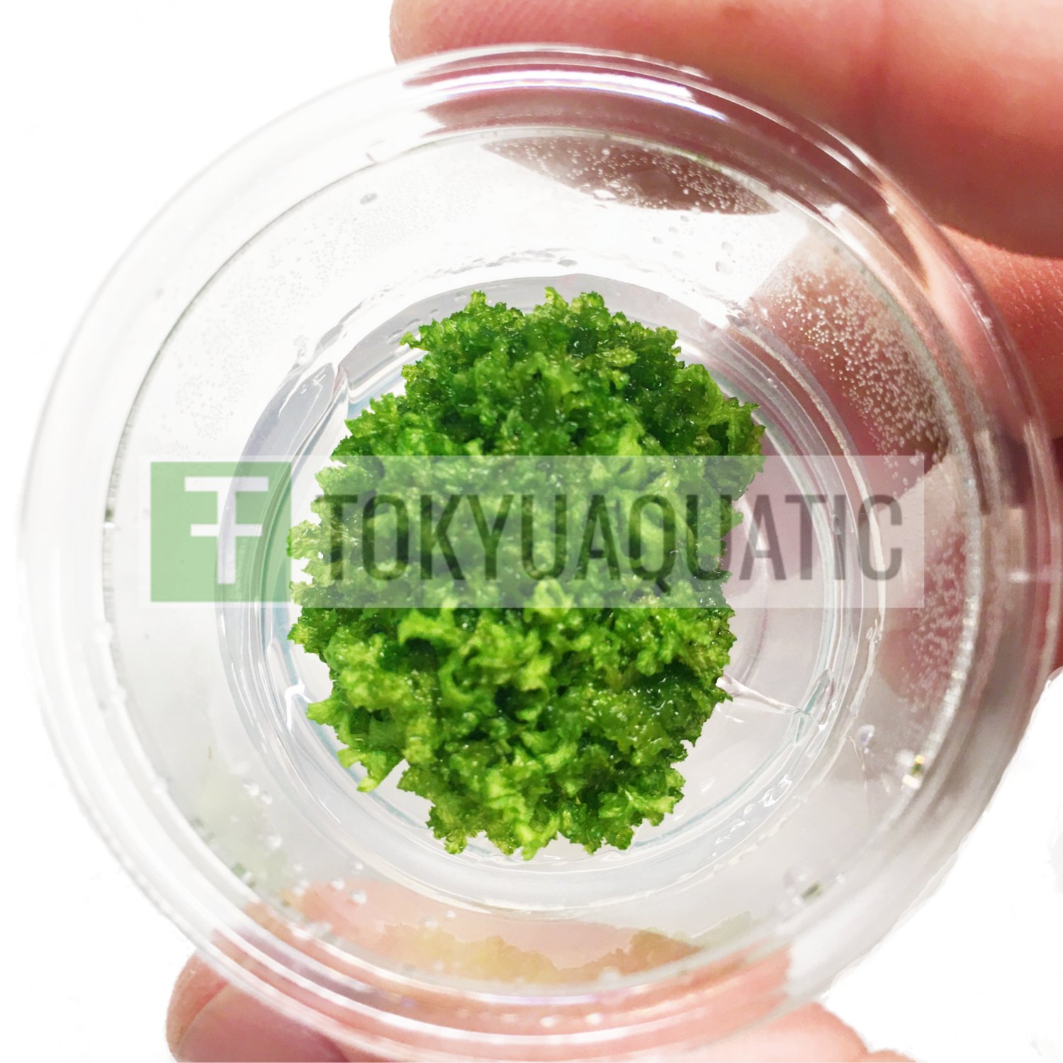 Riccia Fluitans in Nano Cup Tropical Freshwater Aquarium Live Plant Decoration