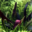 Echinodorus Aflame Tissue Culture Freshwater Aquarium Live Plant Decoration Tank