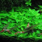 Staurogyne Repens Tissue Culture Freshwater Aquarium Live Plant Decoration Tank
