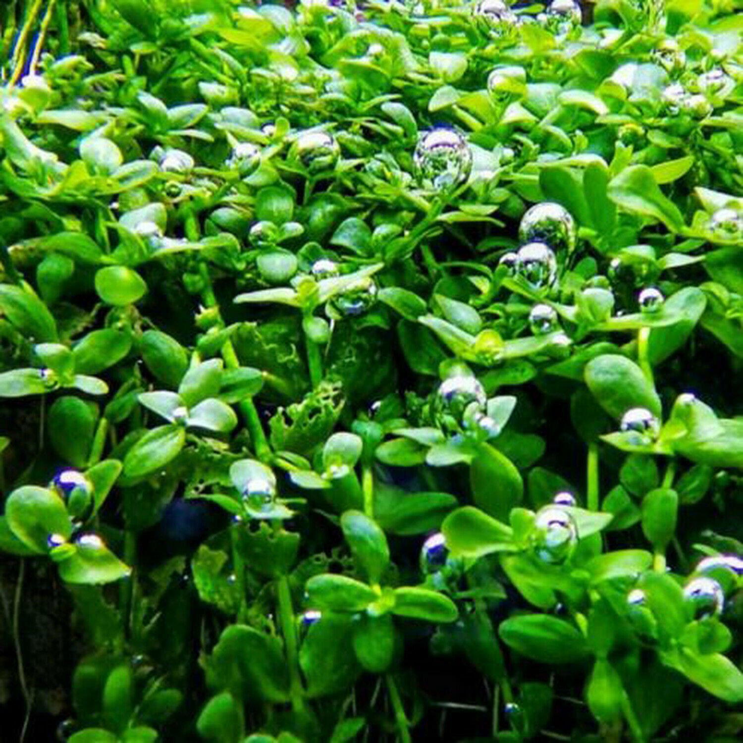 Micranthemum Monte Carlo Tissue Culture Tropical Freshwater Aquarium Live Plant