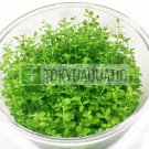 Micranthemum Micranthemoides Tissue Culture Aquarium Live Plant Decoration Tank