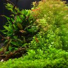 Hedyotis Salzmannii Tissue Culture Freshwater Aquarium Live Plant Decoration