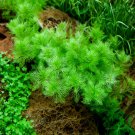 Myriophyllum Matogrossense Red Tissue Aquarium Freshwater Live Plant Decoration