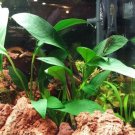 Anubias Congensis Loose Tropical Freshwater Aquarium Live Plant Decoration Tank