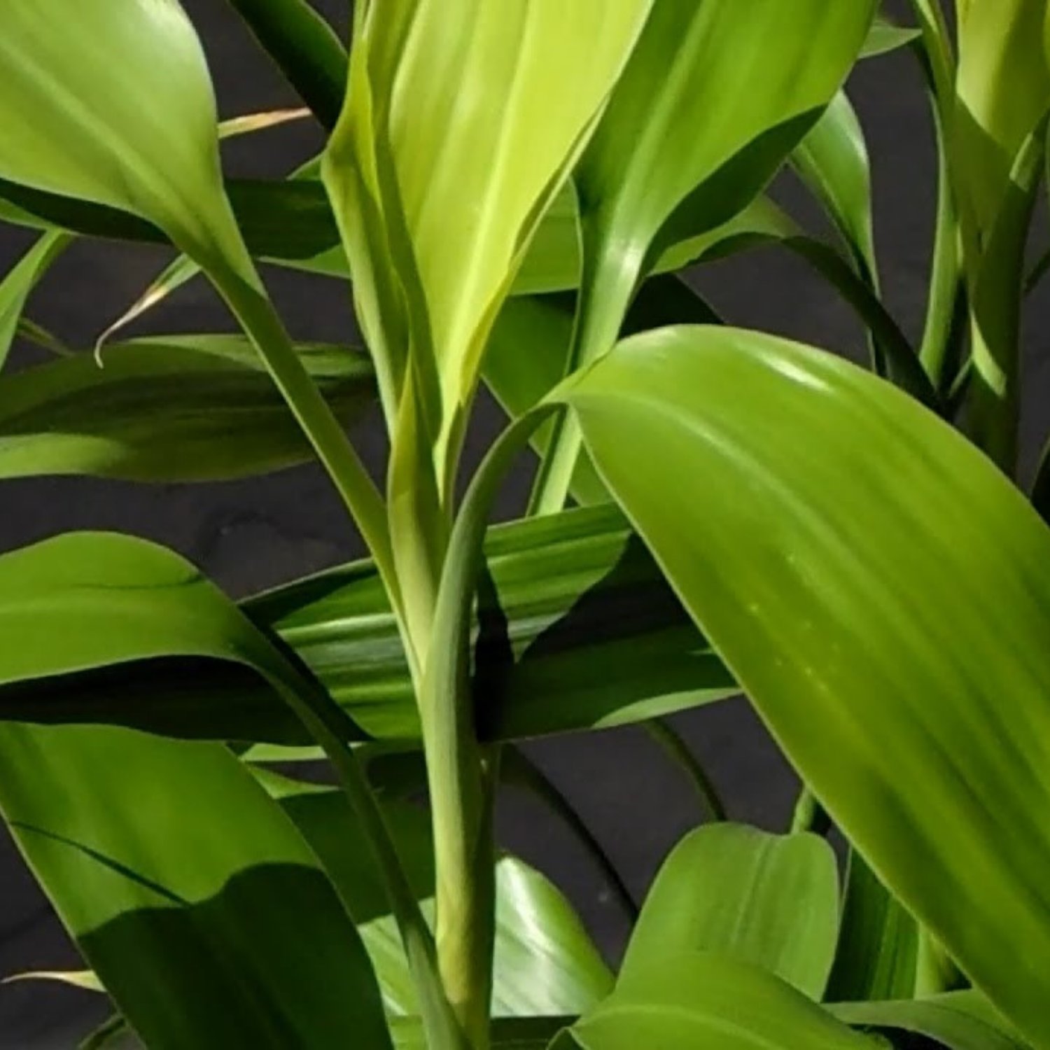 Dracaena Sanderiana Green Bundle Lucky Bamboo Aquarium Live Plant Decorationv