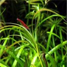 Juncus Repen Bundle Tropical Freshwater Aquarium Live Plant Decoration Fish Tank