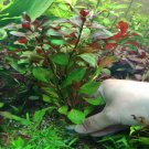 Ludwigia Peruensis Diamon Bundle Freshwater Aquarium Live Plant Decoration Tank
