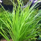 Cyperus Helferi Bundle Tropical Freshwater Aquarium Live Plant Decoration Tank