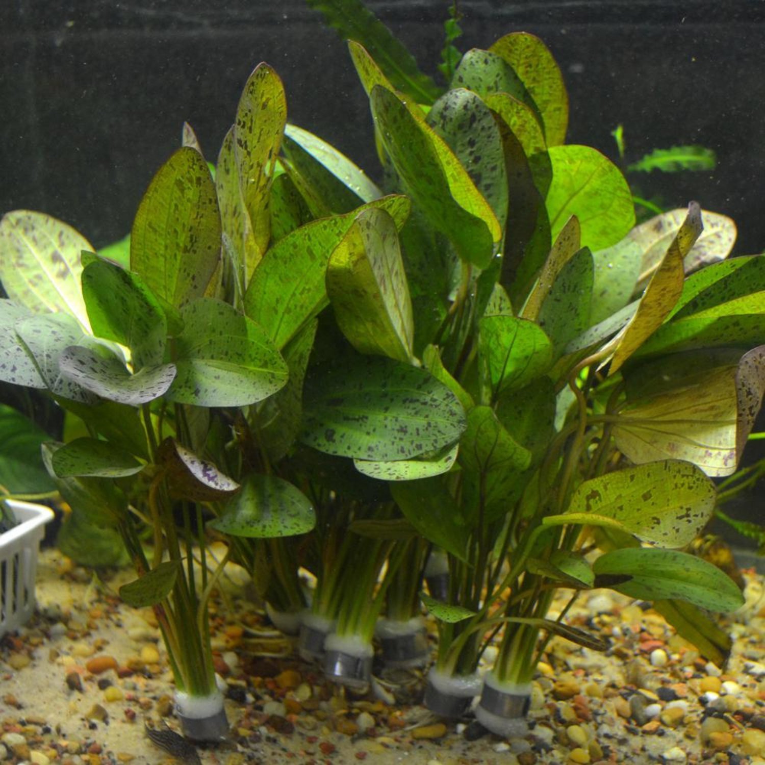 Echinodorus Ozelot Red Bundle Freshwater Aquarium Live Plant Decoration Tank