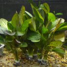 Echinodorus Ozelot Red Bundle Freshwater Aquarium Live Plant Decoration Tank