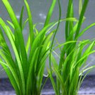 Dwarf Sagittaria Pusillus Bundle Tropical Aquarium Live Plant Decoration Tank