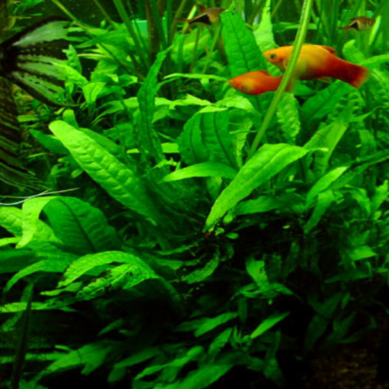 Java Fern Bundle Tropical Freshwater Aquarium Live Plant Decoration Fish Tank