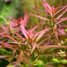 Ludwigia Arcuata Bundle Tropical Freshwater Aquarium Live Plant Decoration Tank