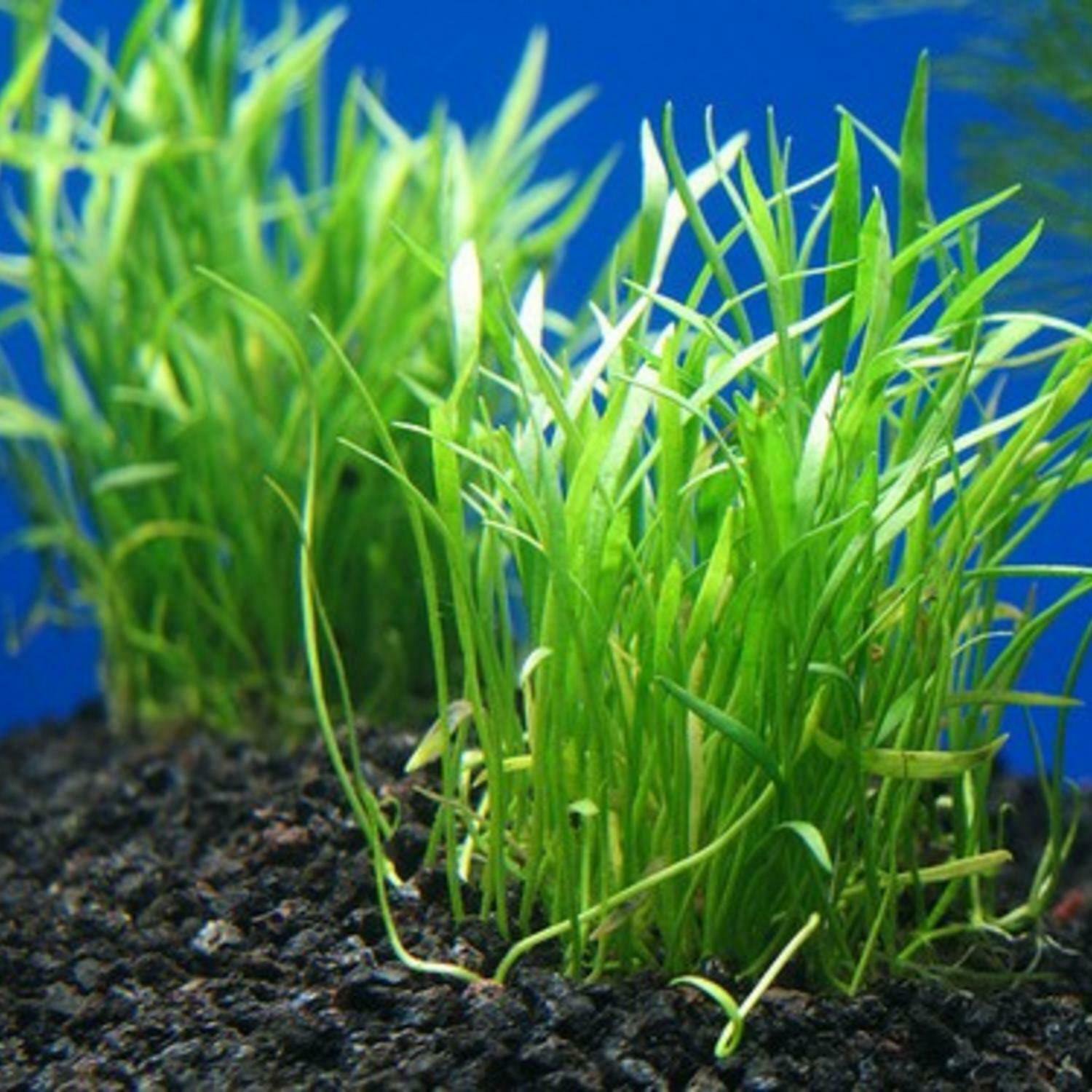 Micro Sword Bundle Tropical Freshwater Aquarium Live Plant Decoration Fish Tank