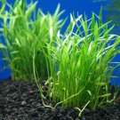 Micro Sword Bundle Tropical Freshwater Aquarium Live Plant Decoration Fish Tank