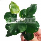 Anubias Barteri Golden Coin Loose Freshwater Aquarium Live Plant Decoration Tank