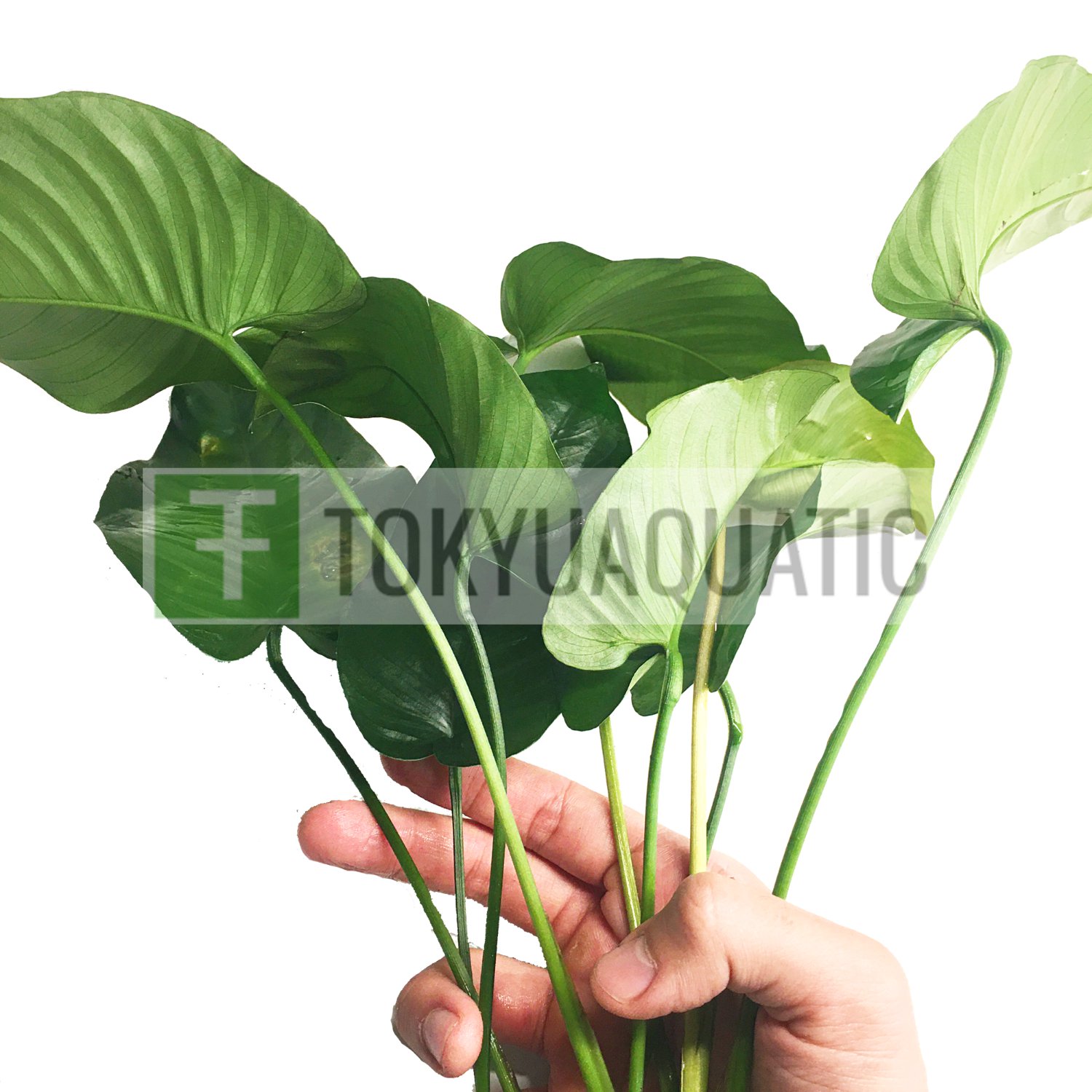 Anubias Barteri Broad Leaf XL Loose Freshwater Aquarium Live Plant Decoration