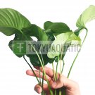 Anubias Barteri Broad Leaf XL Loose Freshwater Aquarium Live Plant Decoration