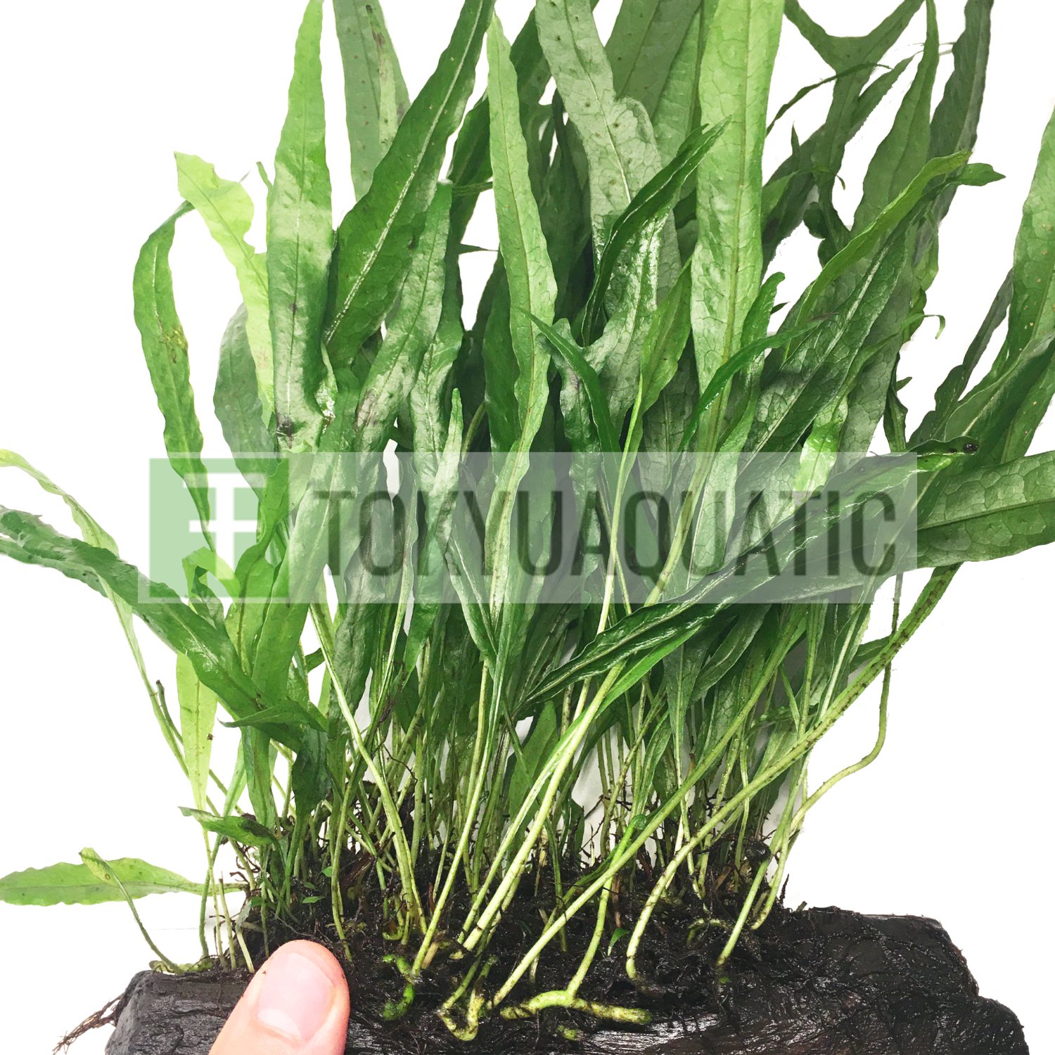 Java Fern on Driftwood Large Size Freshwater Aquarium Live Plant Decoration Tank