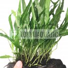 Java Fern on Driftwood Large Size Freshwater Aquarium Live Plant Decoration Tank