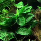 Anubias nana on Driftwood Large Size Freshwater Aquarium Live Plant Decoration