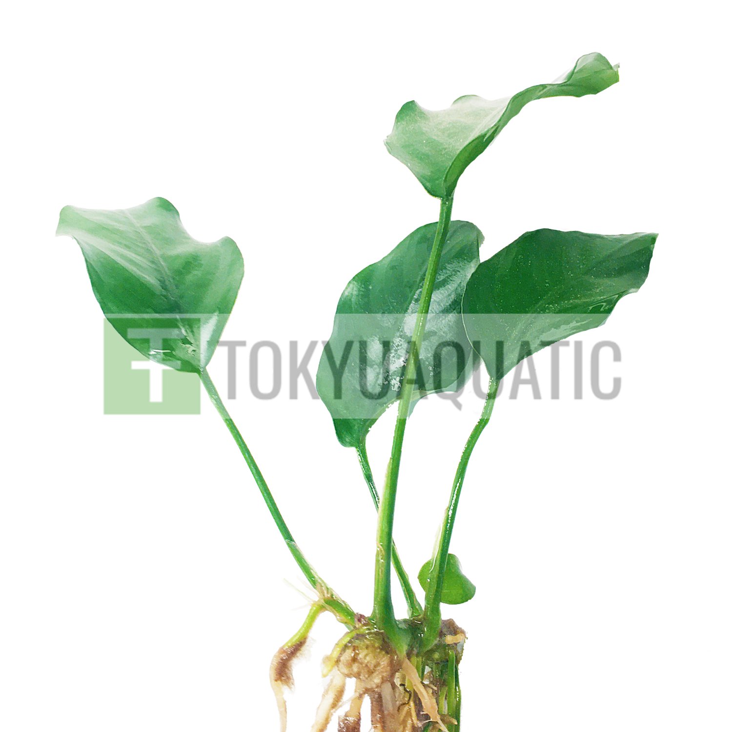 Anubias Barteri var. Nana Loose Freshwater Aquarium Live Plant Decoration Tank