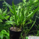 Cryptocoryne Balansae Potted Tropical Freshwater Aquarium Live Plant Decoration