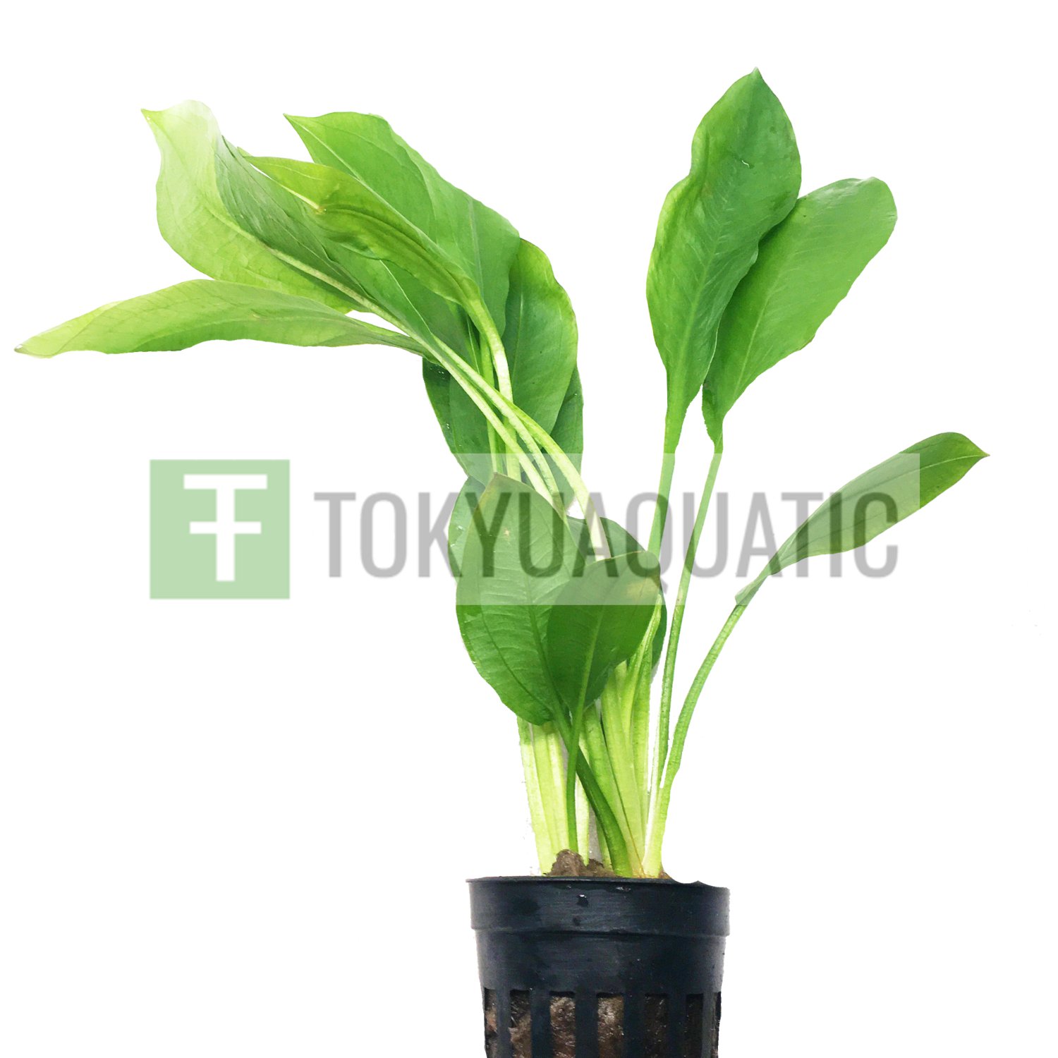 Echinodorus Bleheri Pot Amazon Sword Freshwater Aquarium Live Plant Decoration