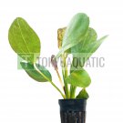 Echinodorus Red Flame Amazon Sword Freshwater Aquarium Live Plant Decoration
