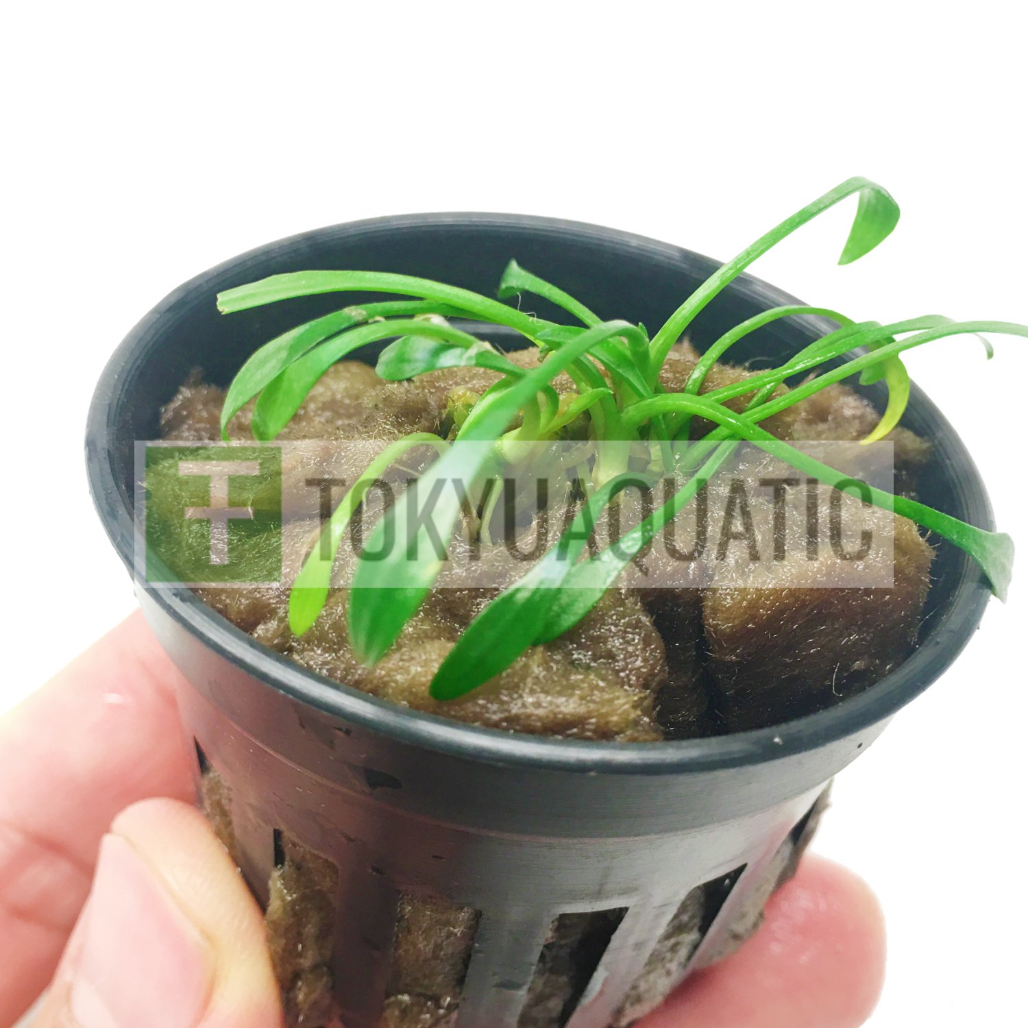 Cryptocoryne Parva Potted Tropical Freshwater Aquarium Live Plant Decoration