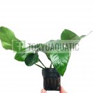 Anubias Barteri Var. Nana Potted Freshwater Aquarium Live Plant Decoration Tank