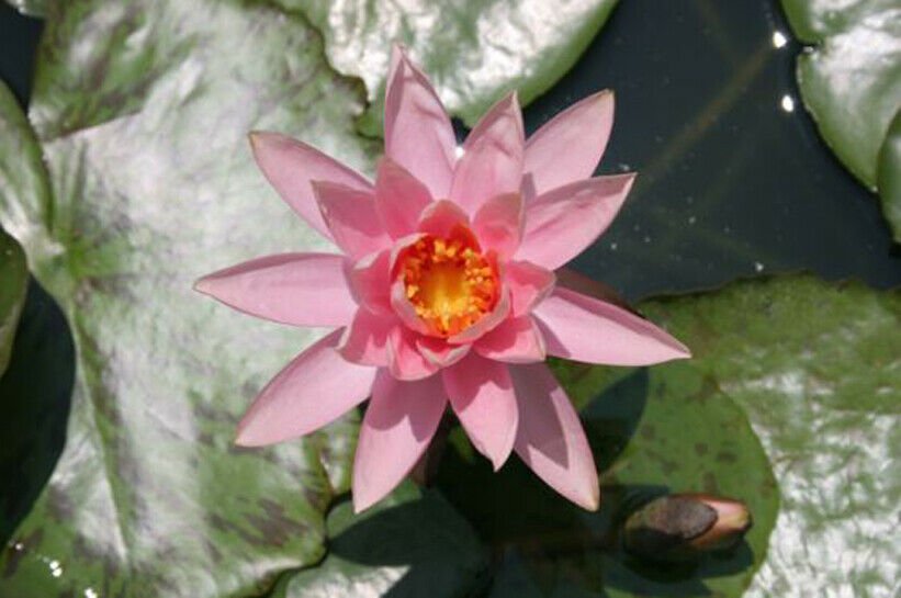 Nymphaea Colorado Peach Orange Hardy Water Lily Tuber Live Pond Plant Yard Seed