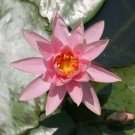 Nymphaea Colorado Peach Orange Hardy Water Lily Tuber Live Pond Plant Yard Seed