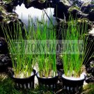 3 Giant Hairgrass Roots Potted Freshwater Background Live Aquarium Plant Tropica