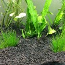 3X Dwarf Hairgrass Eleocharis Parvula Bunch Mini Freshwater Live Aquarium Plant