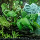Anubias Nangi on Driftwood Tropical Freshwater Aquarium Live Plant Decoration