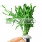 Pogostemon Octopus Bundle Tropical Freshwater Aquarium Live Plant Decoration