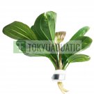 Echinodorus Hadi Red Pearl Bundle Freshwater Aquarium Live Plant Decoration Tank
