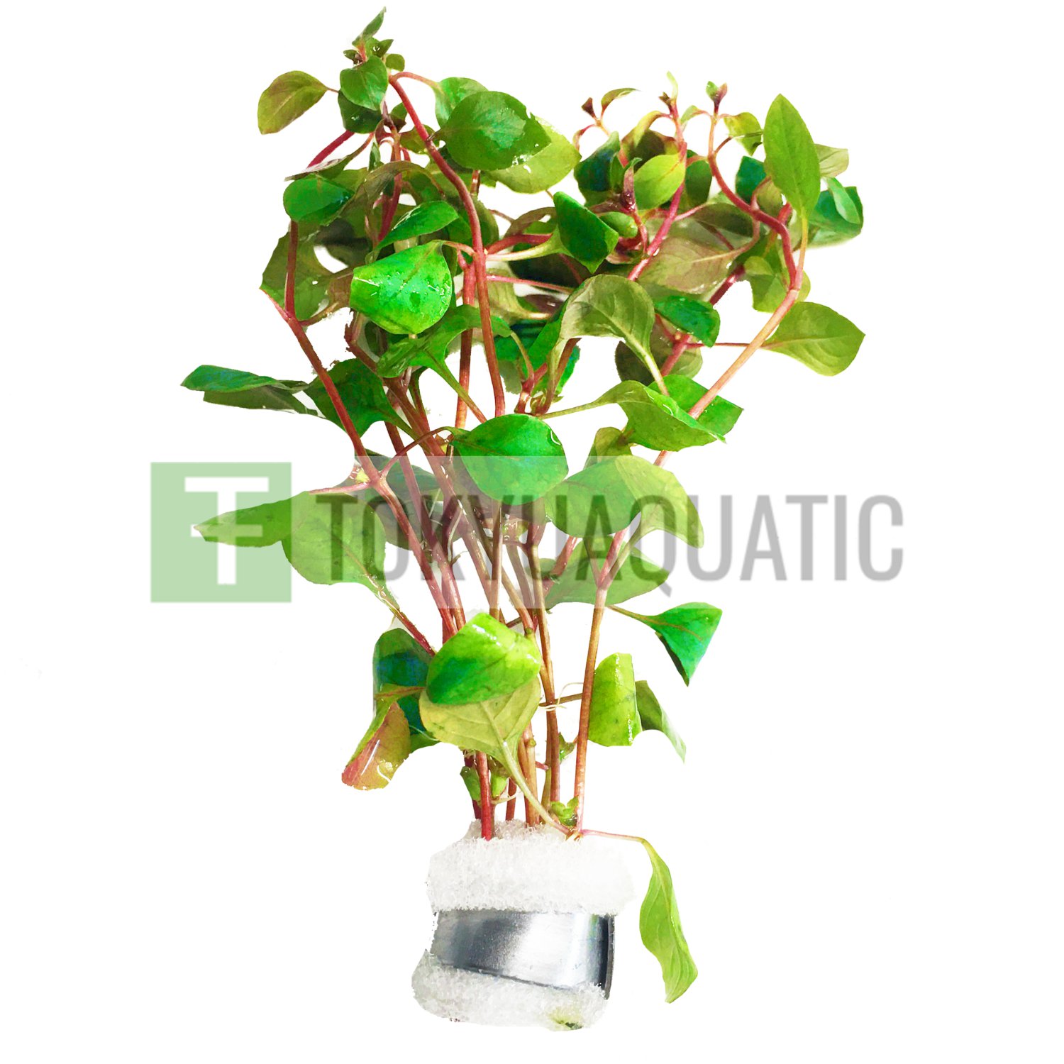 Ludwigia Repens Rubin Bundle Tropical Freshwater Aquarium Live Plant Decoration