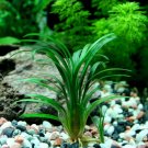Ophiopogon Japonica Bundle Tropical Freshwater Aquarium Live Plant Decoration