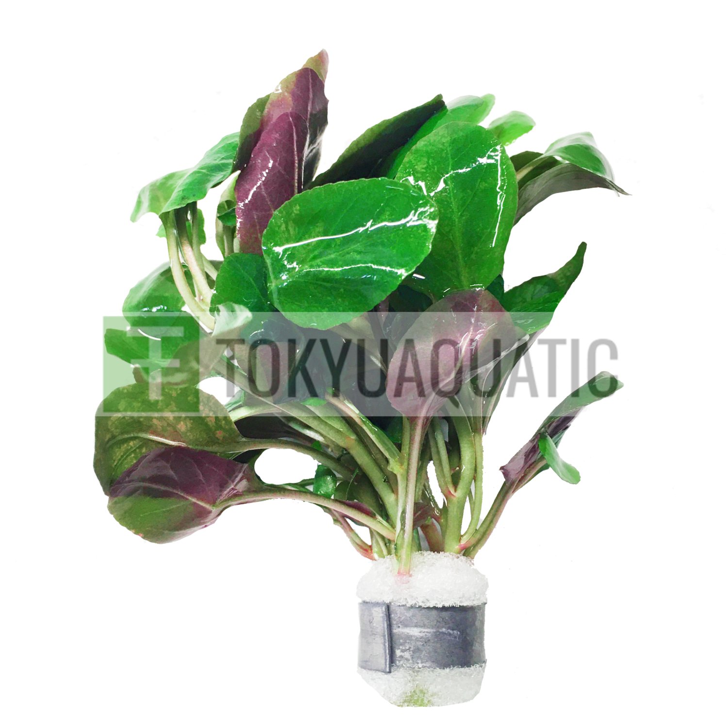 Lobelia Cardinalis Bundle Tropical Freshwater Aquarium Live Plant Decoration