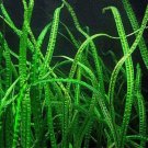 Cryptocoryne Balansae Bundle Tropical Freshwater Aquarium Live Plant Decoration