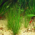 Dwarf Hairgrass Eleocharis Parvulus Pot Freshwater Live Aquarium Plant Easy