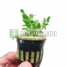Glossostigma Elatinoides Potted Tropical Freshwater Aquarium Live Plant Tank