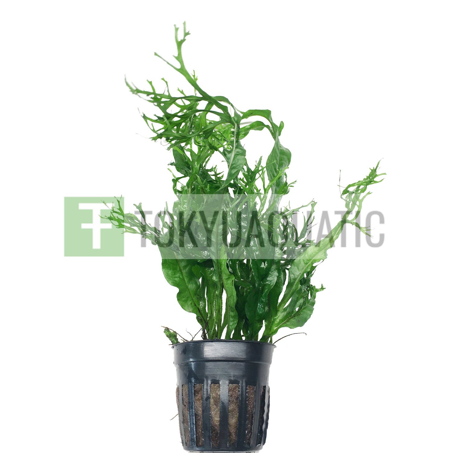 Jave Fern Windelov Potted Tropical Freshwater Aquarium Live Plant Decoration