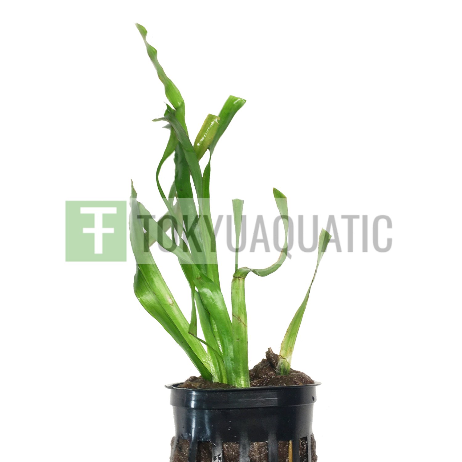 Jungle Val Gigantea Potted Tropical Freshwater Aquarium Live Plant Decoration