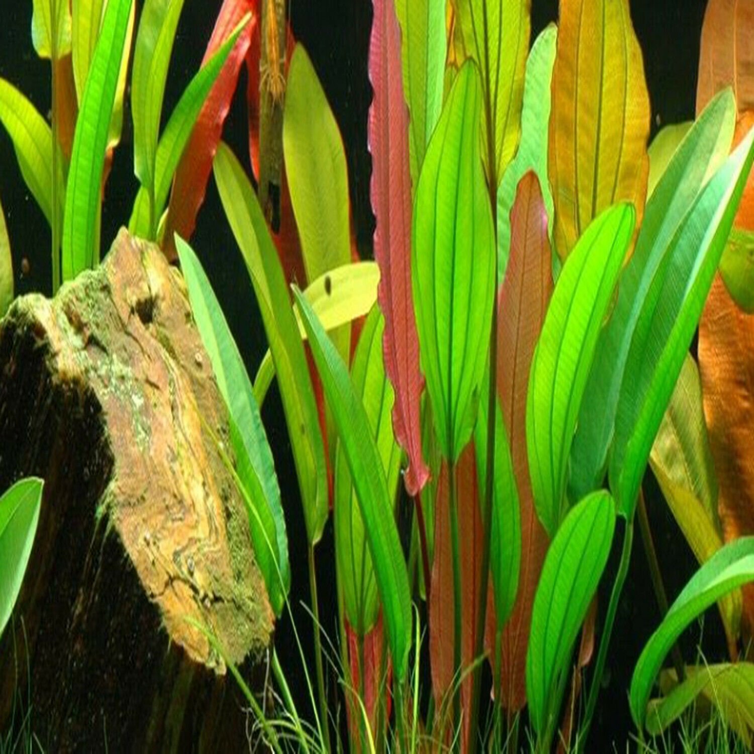 Echinodorus Red Diamond Potted Amazon Sword Aquarium Live Plant Decoration Tank