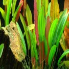 Echinodorus Red Diamond Potted Amazon Sword Aquarium Live Plant Decoration Tank