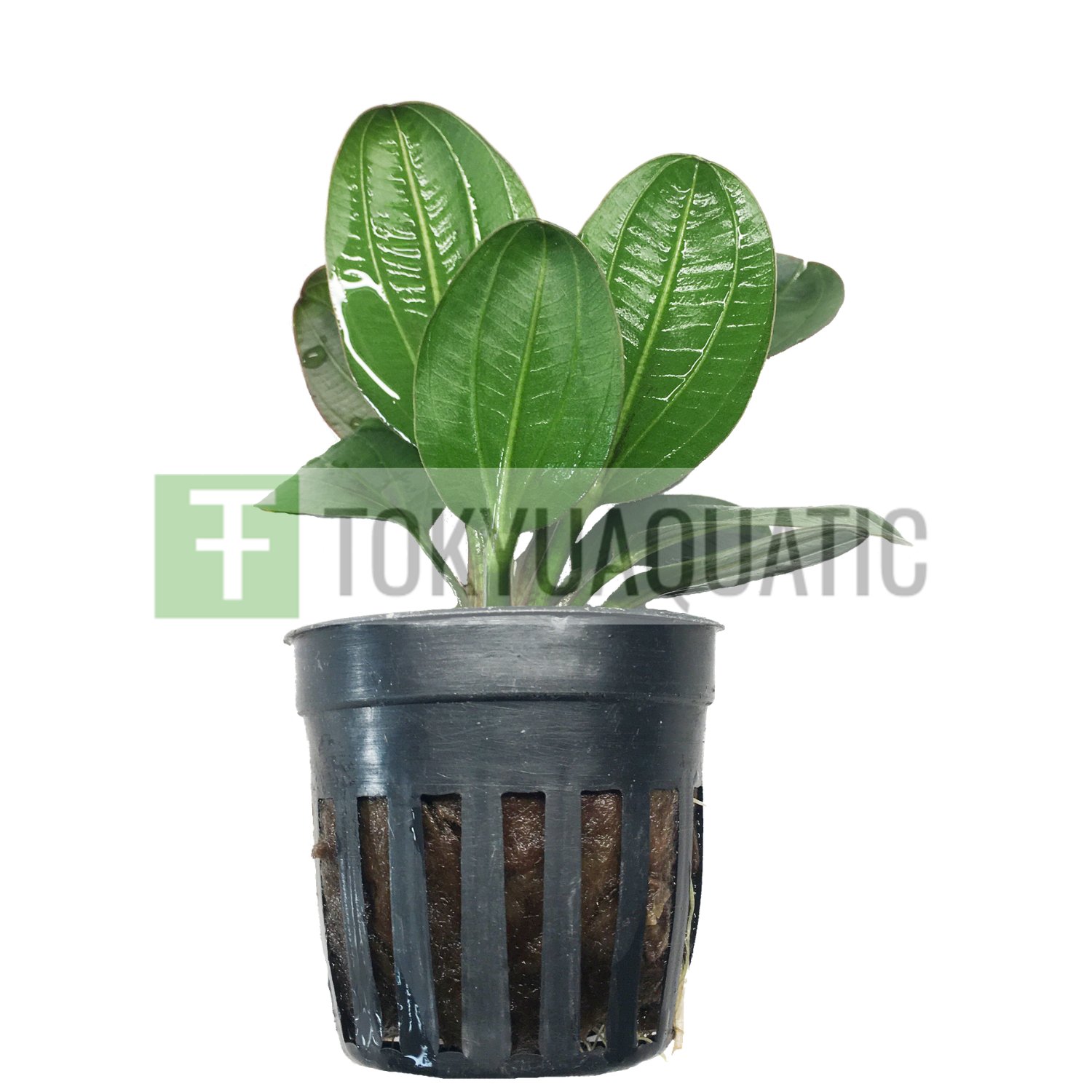 Echinodorus Hadi Red Pearl Potted Amazon Sword Aquarium Live Plant Decoration