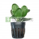 Echinodorus Hadi Red Pearl Potted Amazon Sword Aquarium Live Plant Decoration